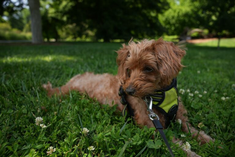Dog sniffing grass