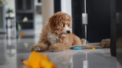 Safe spaces and smart habits: a practical guide to puppy safety at home and outdoors