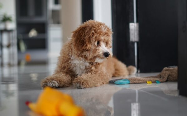 Safe spaces and smart habits: a practical guide to puppy safety at home and outdoors