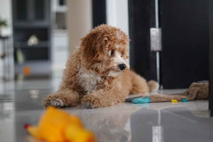 Puppy living room