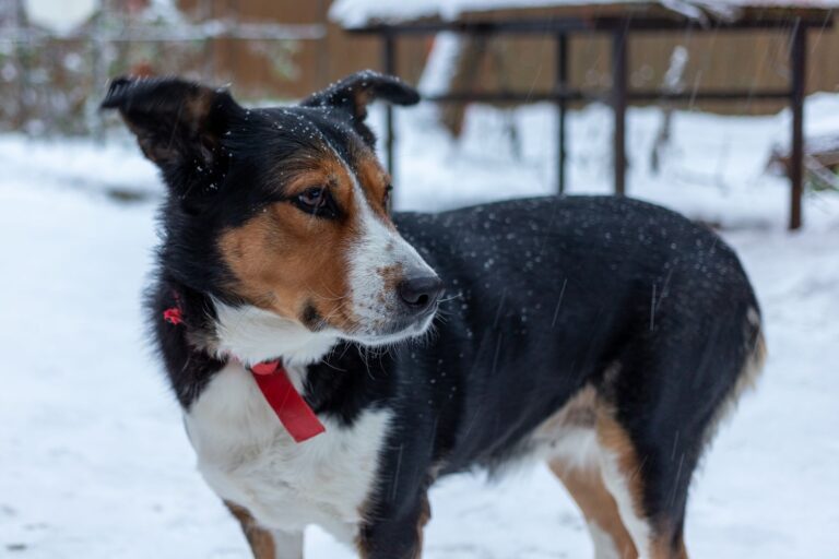 Dog paw snow