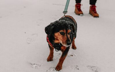 Safe winter walks with your dog: cold weather care, paws, and gear