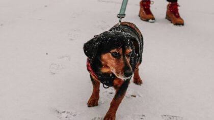 Safe winter walks with your dog: cold weather care, paws, and gear