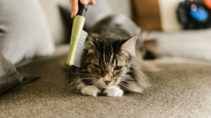 Seasonal coat care for dogs: simple routines that protect skin and fur