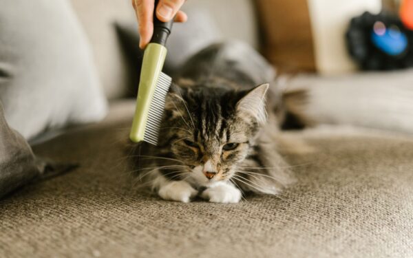 Seasonal coat care for dogs: simple routines that protect skin and fur