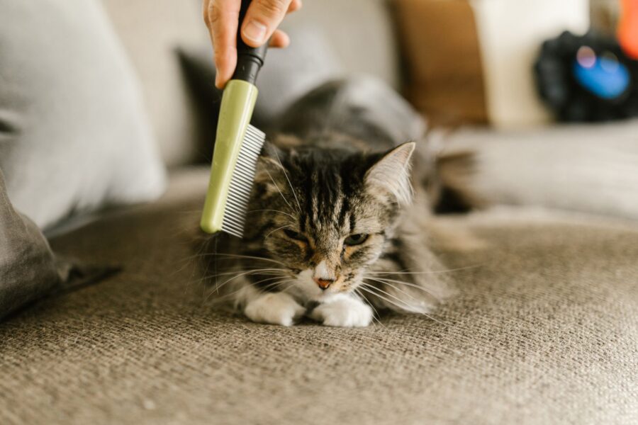 Dog grooming brush