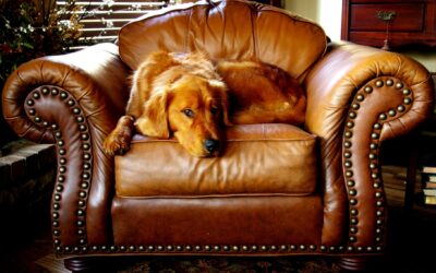 Senior dog wellness guide: gentle routines that keep aging pets comfortable