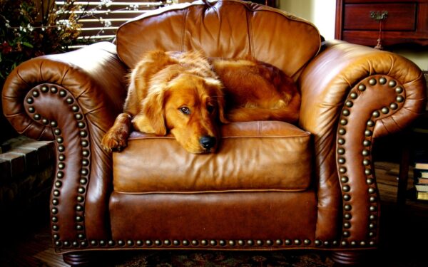 Senior dog wellness guide: gentle routines that keep aging pets comfortable