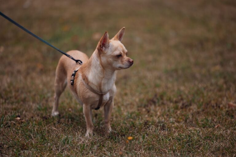 Senior dog walking