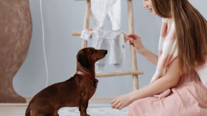 Short dog training sessions that actually work: a simple guide for busy owners