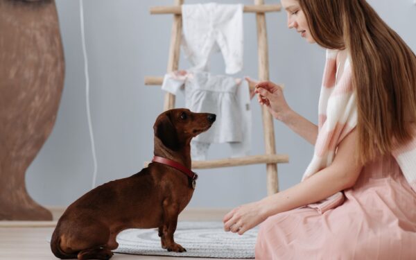 Short dog training sessions that actually work: a simple guide for busy owners
