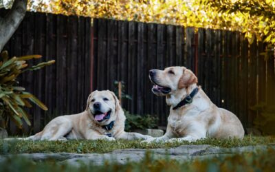 Simple backyard adventures that make home life richer for you and your dog