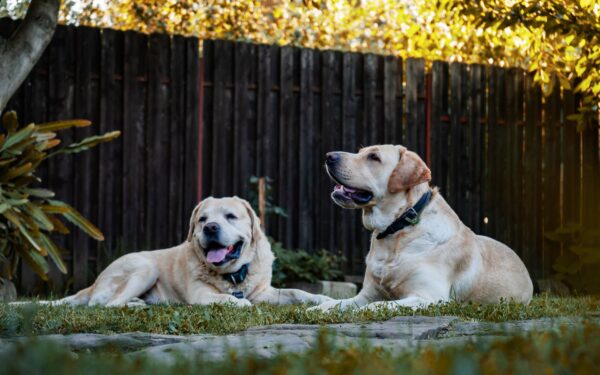 Simple backyard adventures that make home life richer for you and your dog