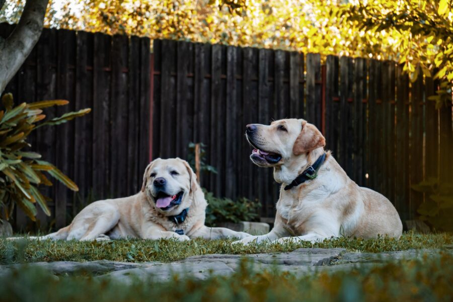 Dog backyard garden