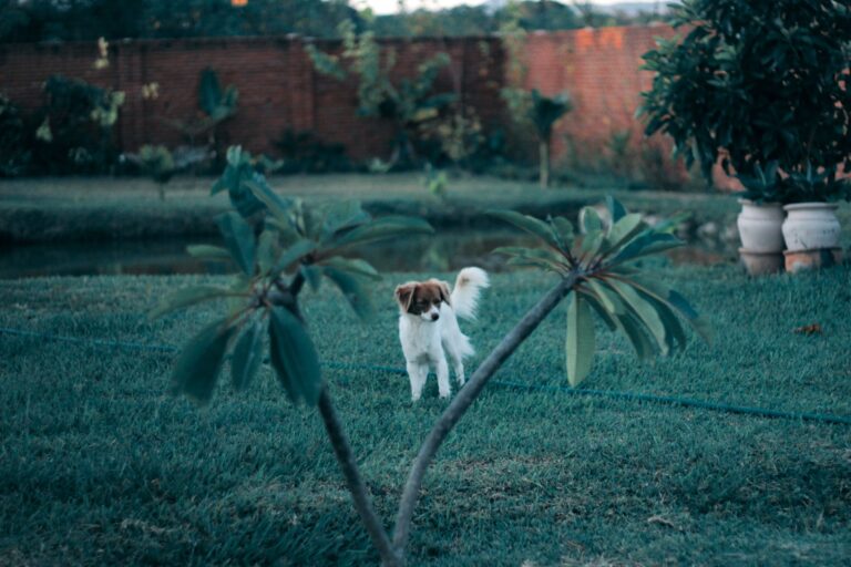 Dog backyard garden