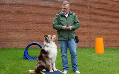 Simple backyard agility ideas that turn your dog’s energy into healthy play