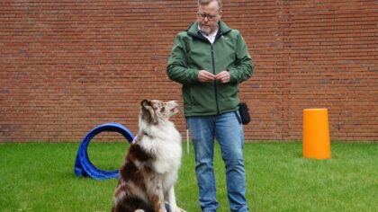 Simple backyard agility ideas that turn your dog’s energy into healthy play