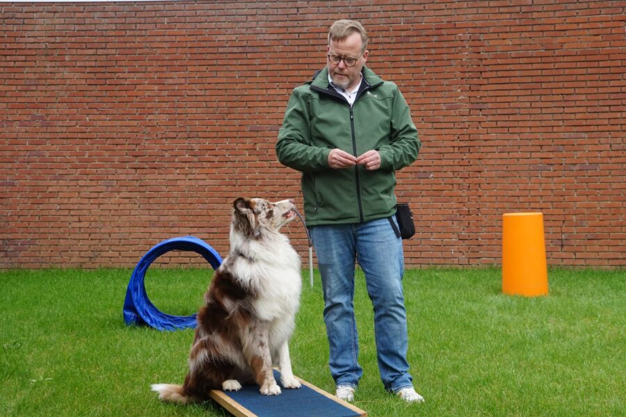 Dog agility backyard