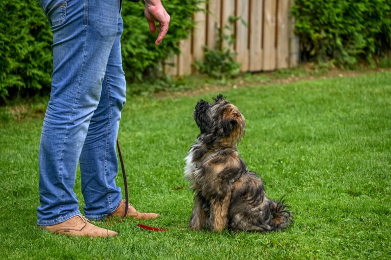 Dog stepping pole