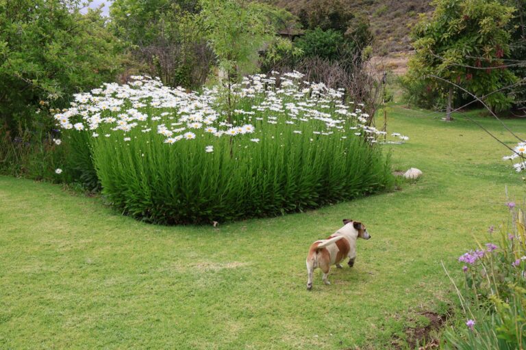 Dog sniffing backyard