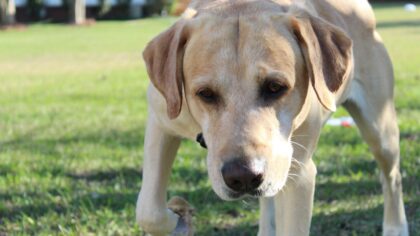 Simple backyard treasure hunts that turn your dog’s nose into a superpower