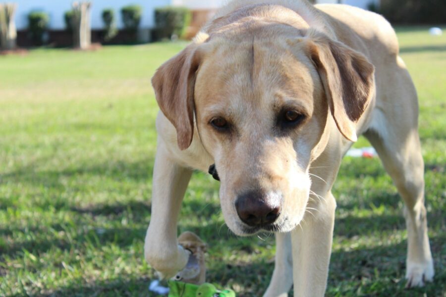 Dog sniffing backyard