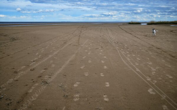 Simple beach days with your dog that stay safe, fun and relaxed