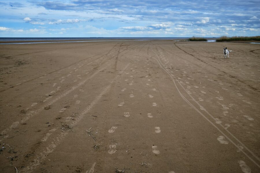 Dog sandy beach