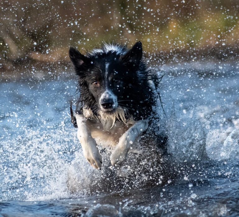 Dog running shallow