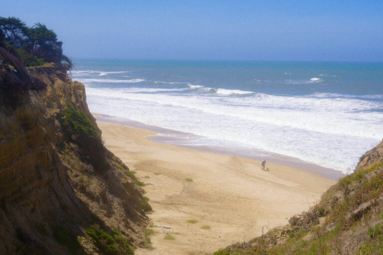 Dog sandy beach