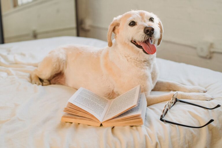 Happy dog indoors
