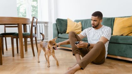 Simple DIY dog toys you can actually make from things at home