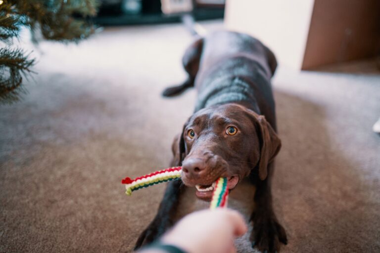 Dog playing diy