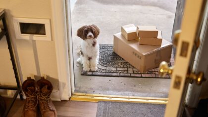 Simple DIY scent games for dogs that turn sniffing into satisfying play