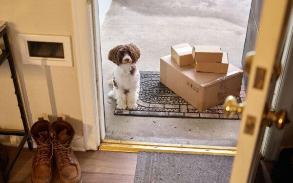 Simple DIY scent games for dogs that turn sniffing into satisfying play