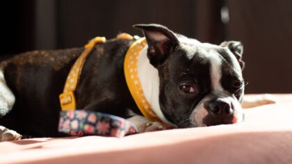 Simple dog accessories that quietly make home life easier and calmer
