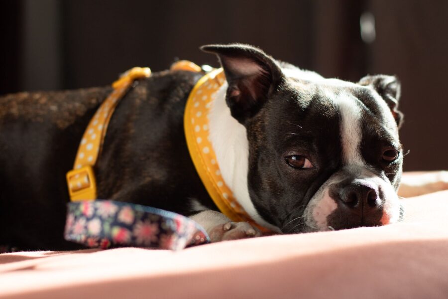 Dog accessories leash