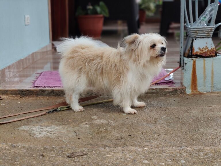 Dog entryway leash