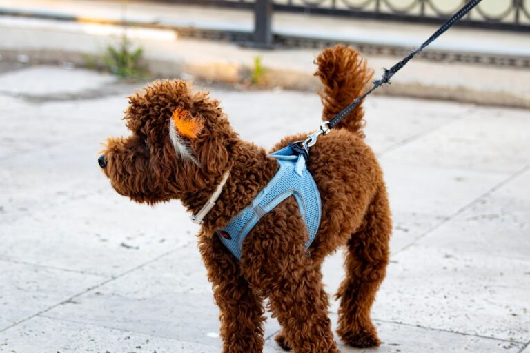 Dog accessories leash