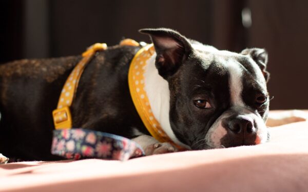 Simple dog accessory swaps that quietly improve daily life