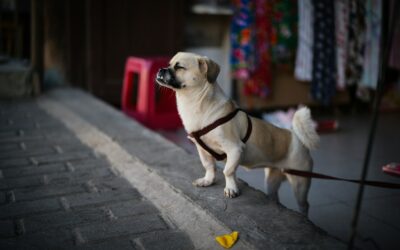 Simple dog accessory swaps that quietly make life easier for you and your dog