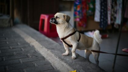 Simple dog accessory swaps that quietly make life easier for you and your dog