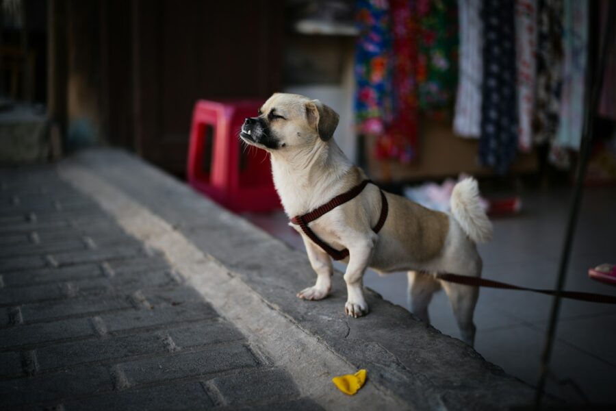 Happy dog harness