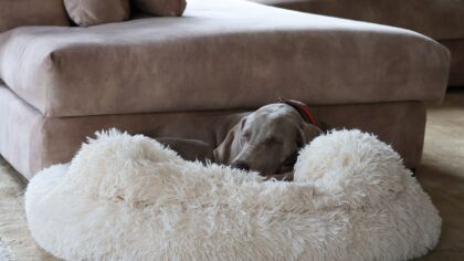 Simple dog bed ideas that actually improve your dog’s everyday comfort