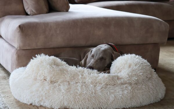 Simple dog bed ideas that actually improve your dog’s everyday comfort
