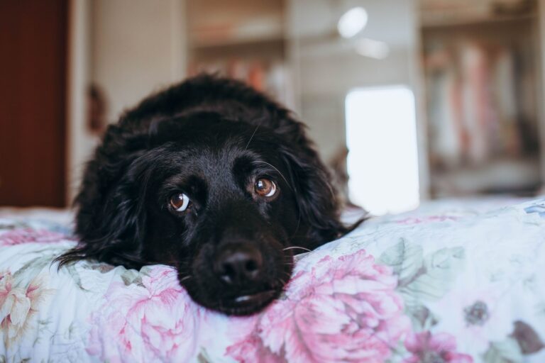 Senior dog resting
