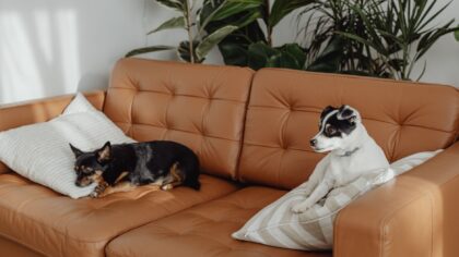 Simple dog care for small apartments without sacrificing comfort