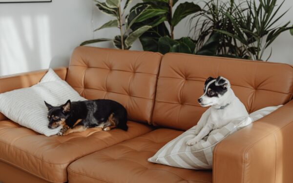 Simple dog care for small apartments without sacrificing comfort