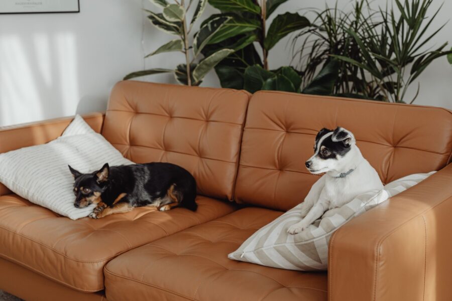 Small dog apartment