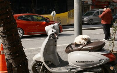Simple dog carrier routines that make outings smoother and more relaxed